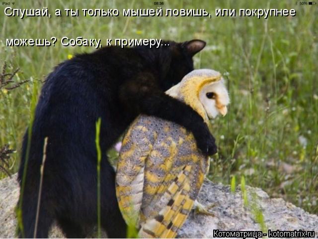 Котоматрица: Слушай, а ты только мышей ловишь, или покрупнее можешь? Собаку, к примеру...